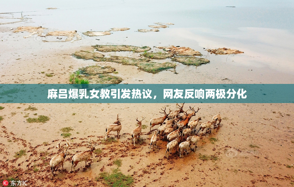 麻吕爆乳女教引发热议，网友反响两极分化