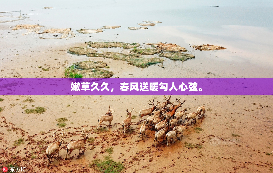 嫩草久久，春风送暖勾人心弦。