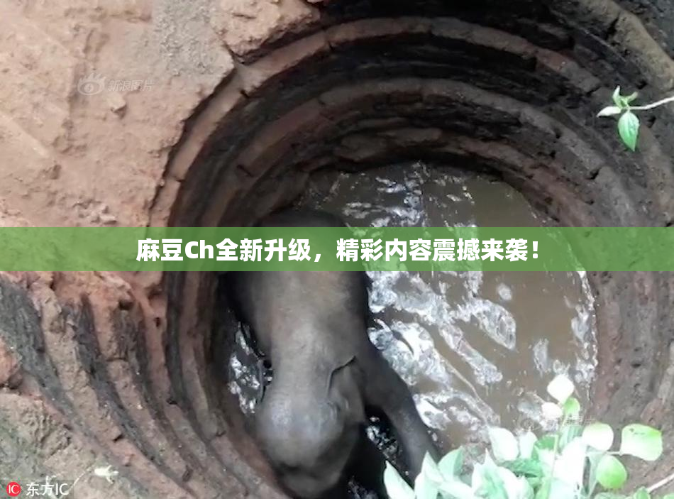 麻豆Ch全新升级，精彩内容震撼来袭！