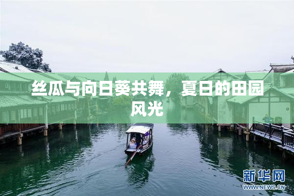 丝瓜与向日葵共舞，夏日的田园风光