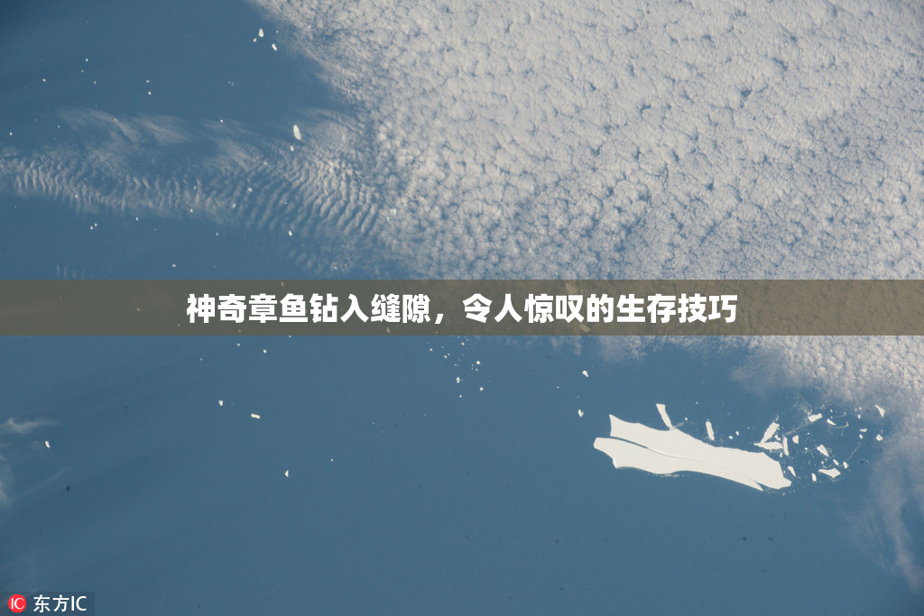 神奇章鱼钻入缝隙，令人惊叹的生存技巧