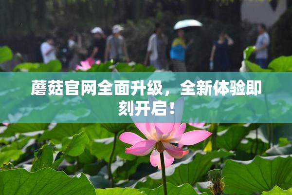 蘑菇官网全面升级，全新体验即刻开启！