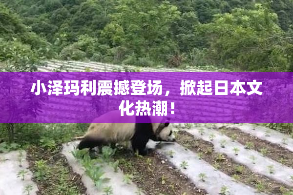 小泽玛利震撼登场，掀起日本文化热潮！