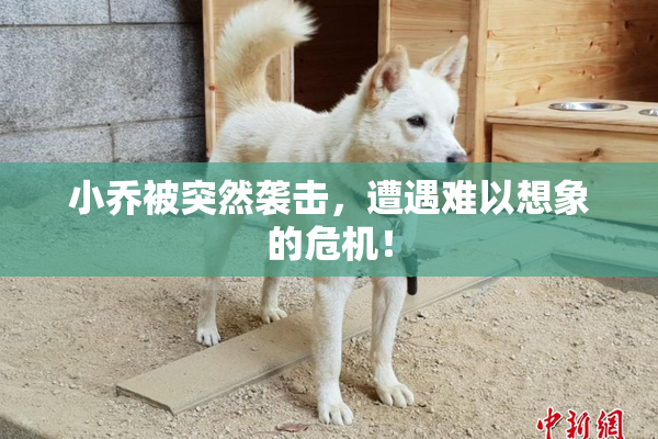 小乔被突然袭击，遭遇难以想象的危机！