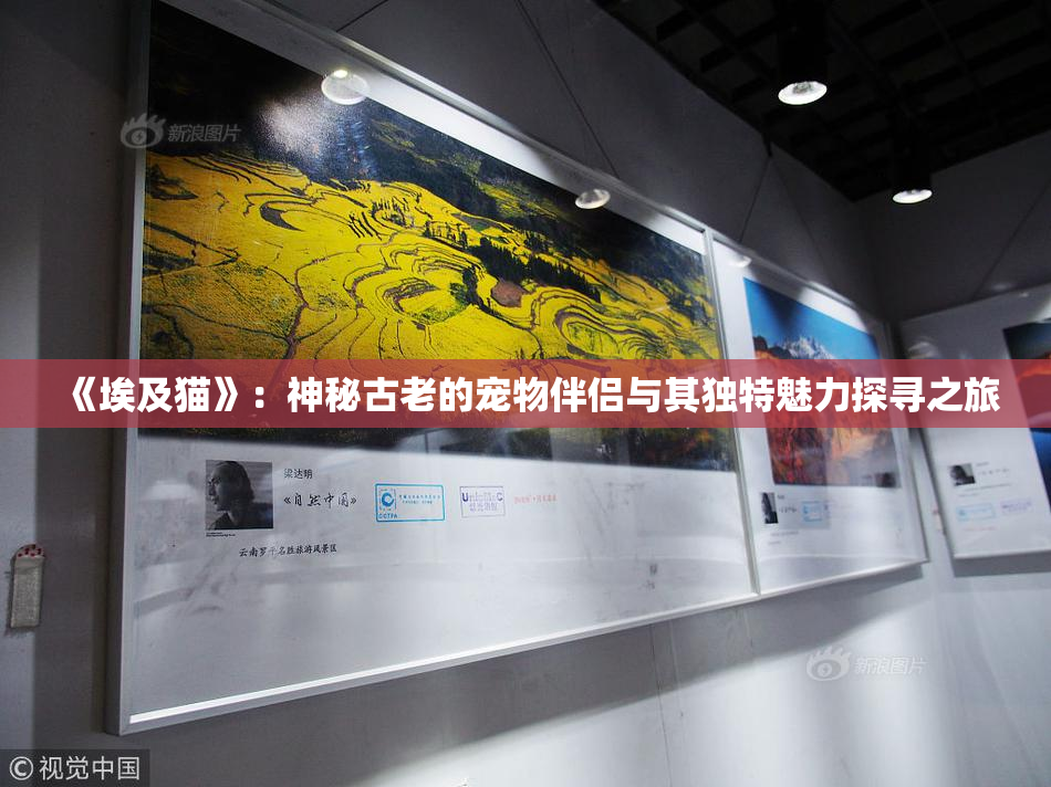 《埃及猫》：神秘古老的宠物伴侣与其独特魅力探寻之旅