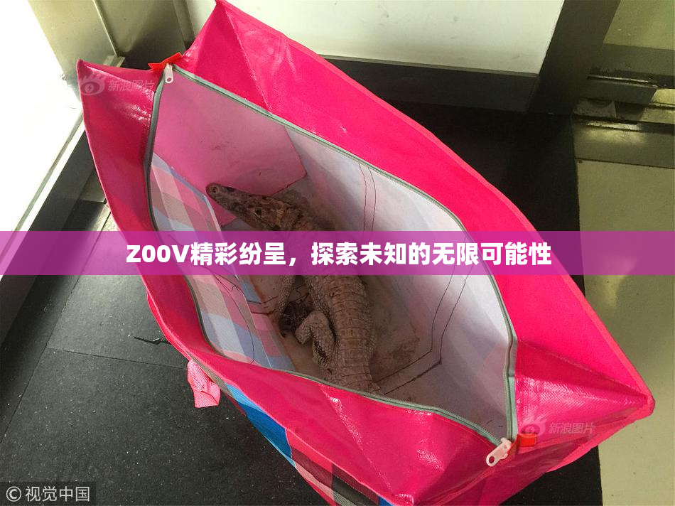 Z00V精彩纷呈，探索未知的无限可能性