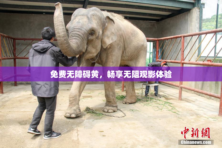 免费无障碍黄，畅享无阻观影体验