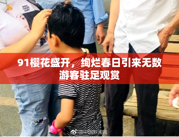 91樱花盛开，绚烂春日引来无数游客驻足观赏