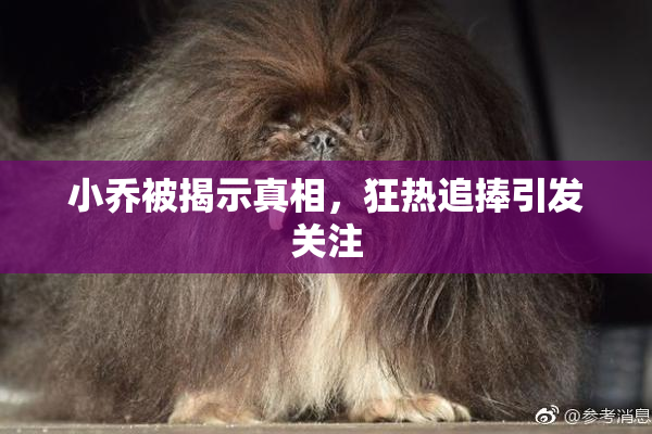 小乔被揭示真相，狂热追捧引发关注