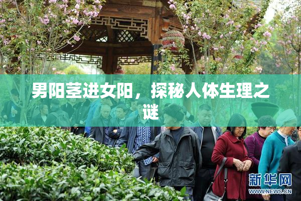男阳茎进女阳，探秘人体生理之谜