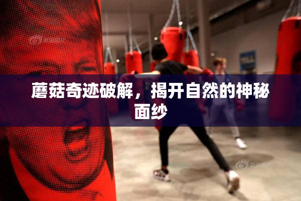 蘑菇奇迹破解，揭开自然的神秘面纱
