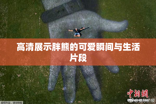 高清展示胖熊的可爱瞬间与生活片段
