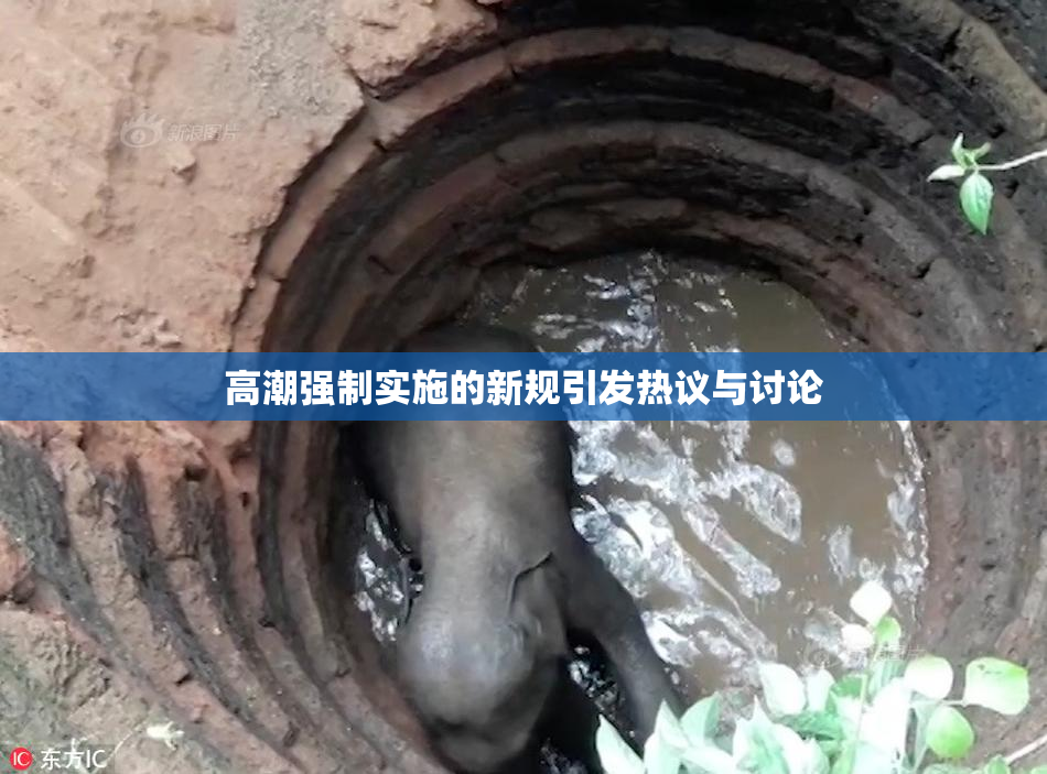 高潮强制实施的新规引发热议与讨论