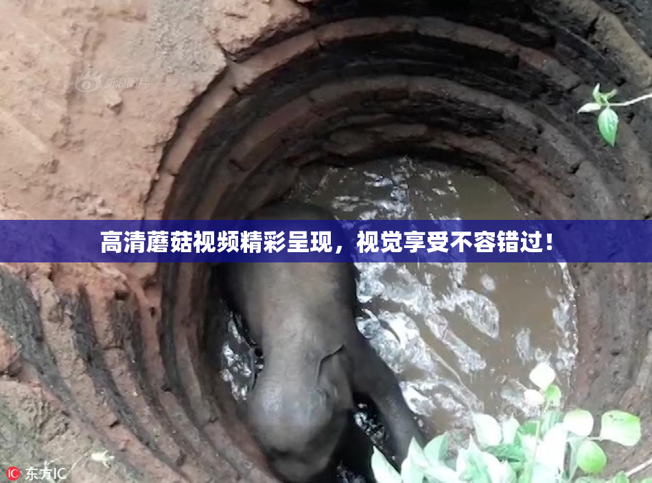 高清蘑菇视频精彩呈现，视觉享受不容错过！