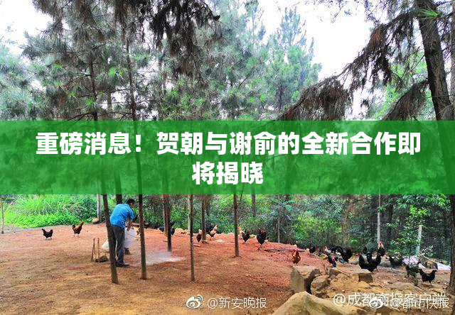 重磅消息！贺朝与谢俞的全新合作即将揭晓