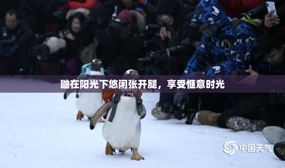 鼬在阳光下悠闲张开腿，享受惬意时光