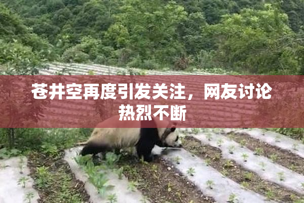 苍井空再度引发关注，网友讨论热烈不断