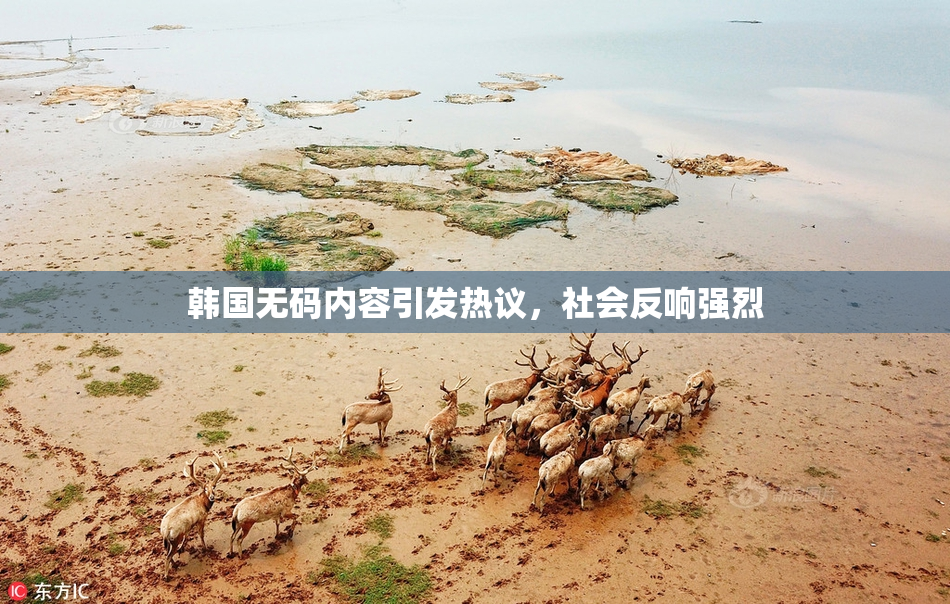韩国无码内容引发热议，社会反响强烈