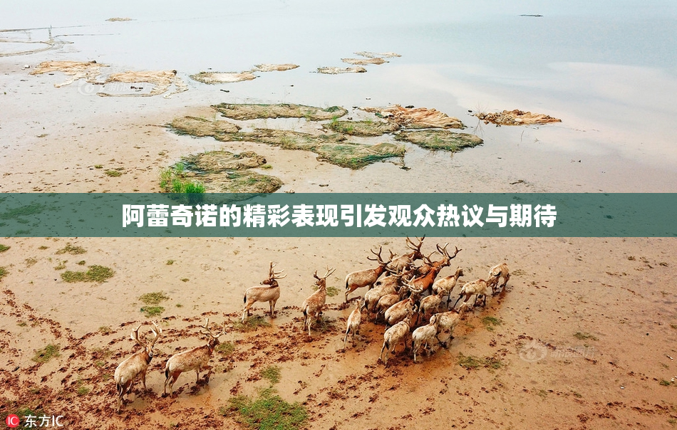 阿蕾奇诺的精彩表现引发观众热议与期待