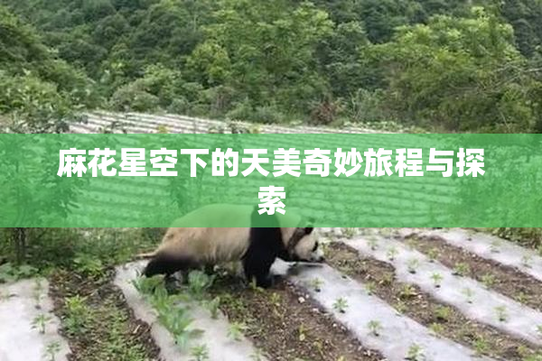 麻花星空下的天美奇妙旅程与探索