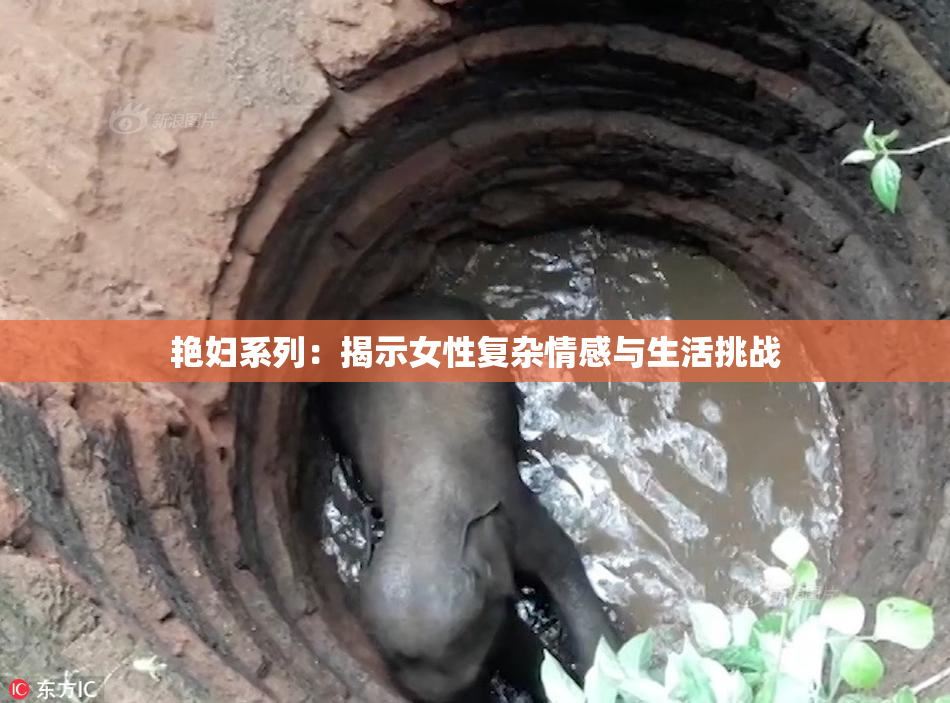 艳妇系列：揭示女性复杂情感与生活挑战