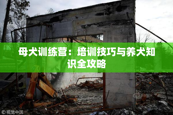 母犬训练营：培训技巧与养犬知识全攻略