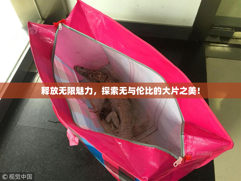 释放无限魅力，探索无与伦比的大片之美！