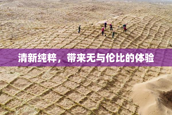 清新纯粹，带来无与伦比的体验