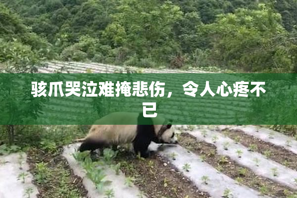 骇爪哭泣难掩悲伤，令人心疼不已