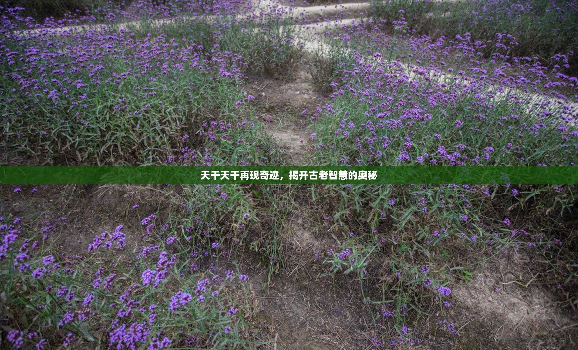 天干天干再现奇迹，揭开古老智慧的奥秘