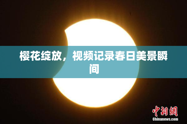 樱花绽放，视频记录春日美景瞬间