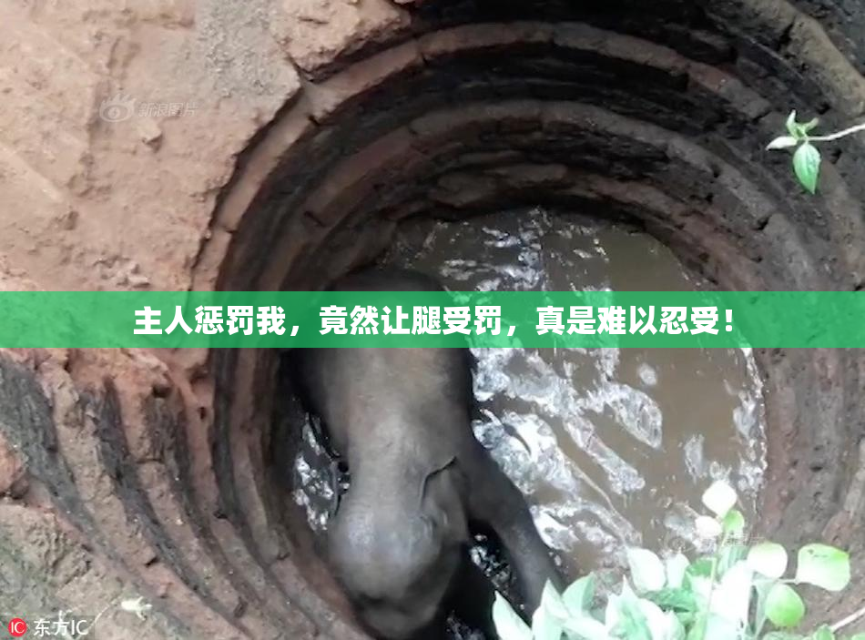 主人惩罚我，竟然让腿受罚，真是难以忍受！