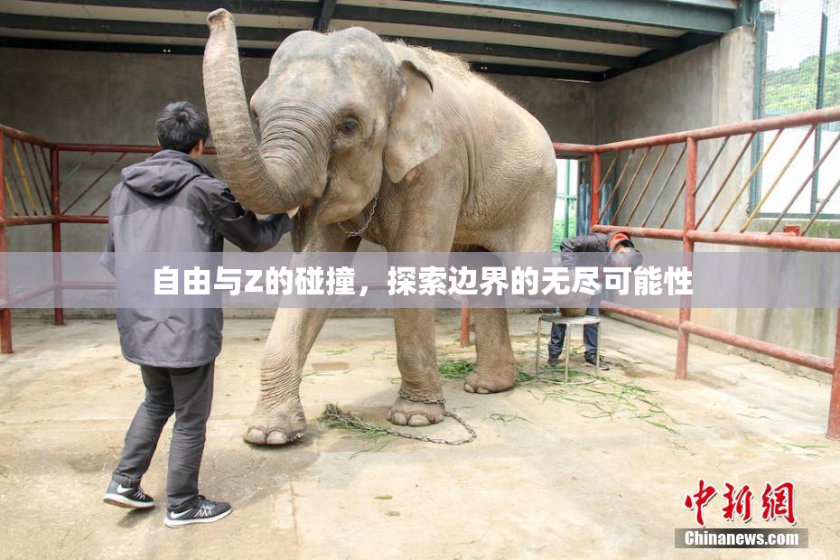自由与Z的碰撞，探索边界的无尽可能性