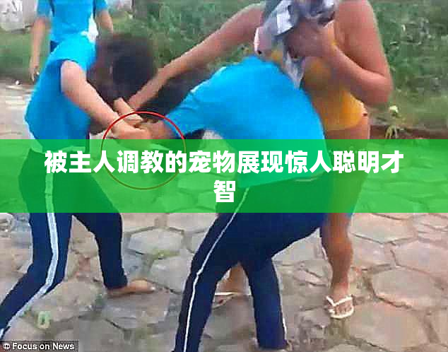 被主人调教的宠物展现惊人聪明才智