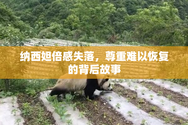 纳西妲倍感失落，尊重难以恢复的背后故事