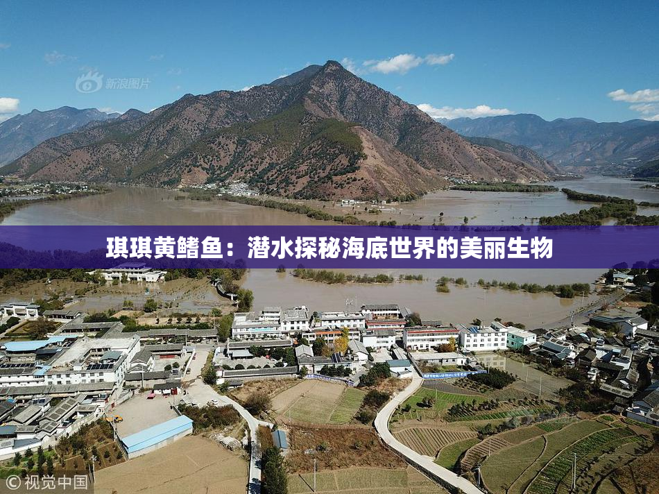 琪琪黄鳍鱼：潜水探秘海底世界的美丽生物
