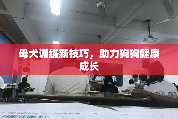 母犬训练新技巧，助力狗狗健康成长