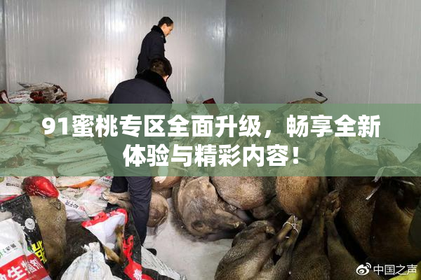 91蜜桃专区全面升级，畅享全新体验与精彩内容！