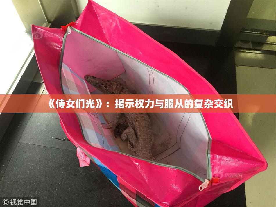 《侍女们光》：揭示权力与服从的复杂交织
