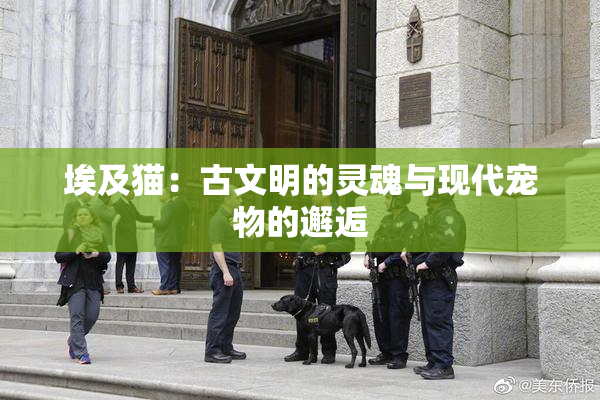 埃及猫：古文明的灵魂与现代宠物的邂逅