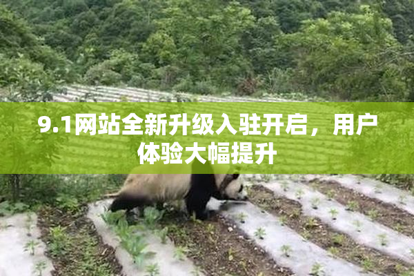 9.1网站全新升级入驻开启，用户体验大幅提升