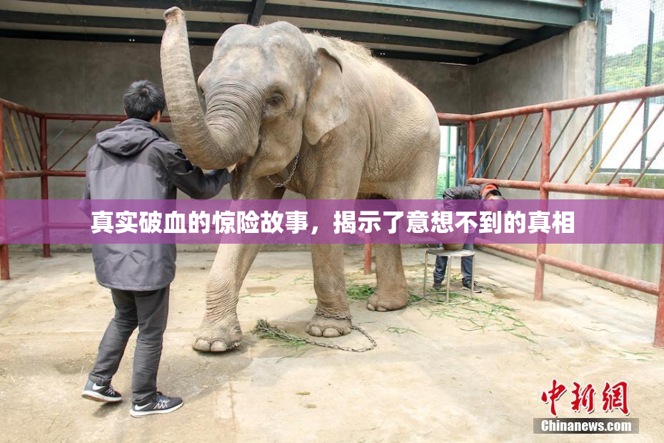 真实破血的惊险故事，揭示了意想不到的真相