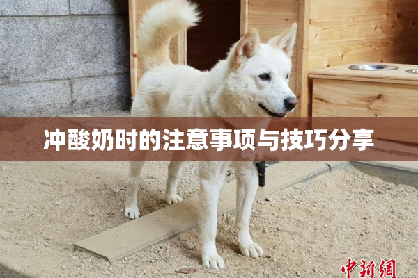冲酸奶时的注意事项与技巧分享
