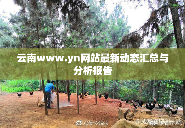 云南www.yn网站最新动态汇总与分析报告