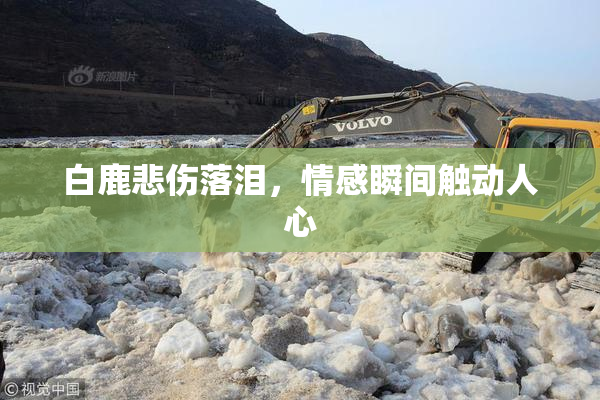 白鹿悲伤落泪，情感瞬间触动人心