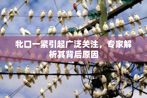 牝口一紧引起广泛关注，专家解析其背后原因