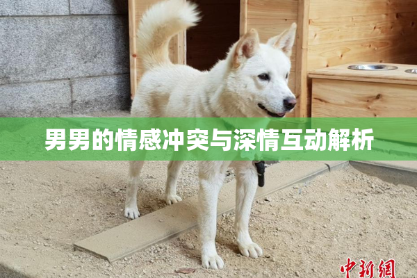 男男的情感冲突与深情互动解析