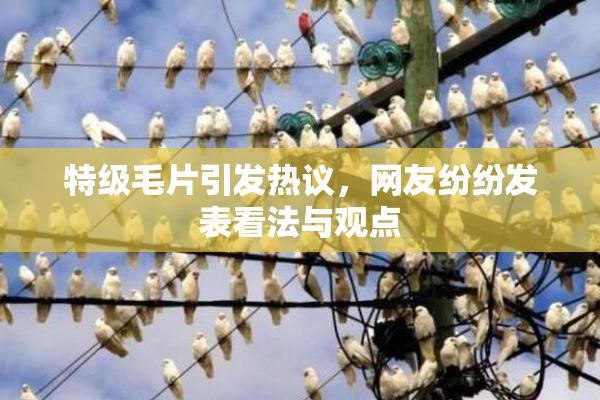 特级毛片引发热议，网友纷纷发表看法与观点
