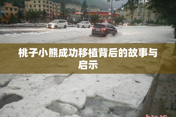 桃子小熊成功移植背后的故事与启示