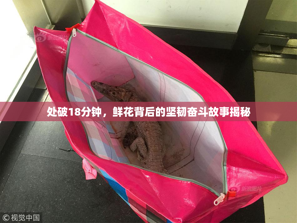 处破18分钟，鲜花背后的坚韧奋斗故事揭秘